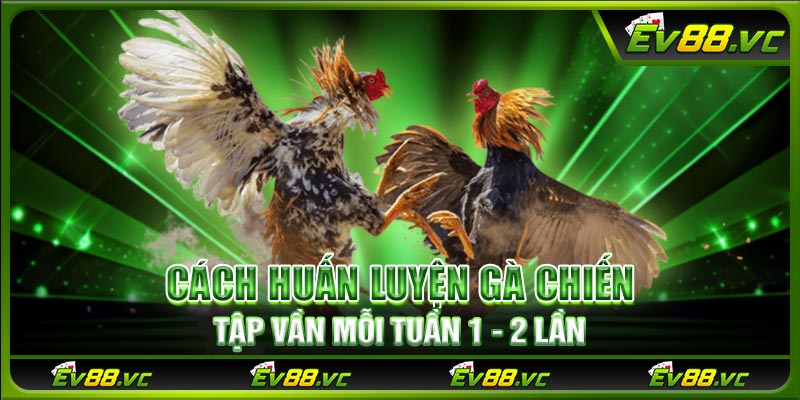 Cách huấn luyện gà chiến tập vần mỗi tuần 1 - 2 lần