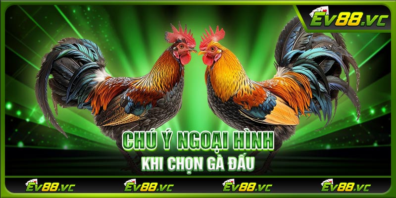 Chú ý ngoại hình khi chọn gà đấu