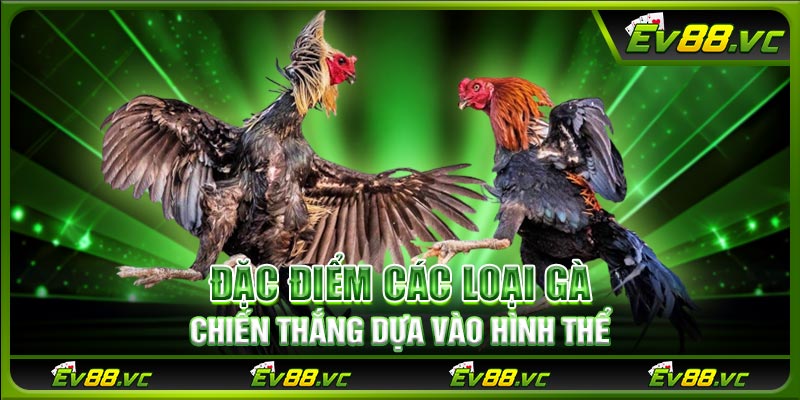 Đặc điểm các loại gà chiến thắng dựa vào hình thể