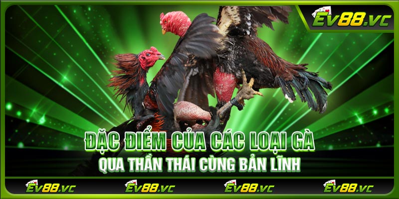 Đặc điểm của các loại gà qua thần thái cùng bản lĩnh
