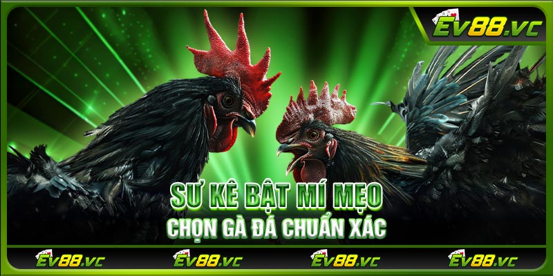 Sư kê bật mí mẹo chọn gà đá chuẩn xác